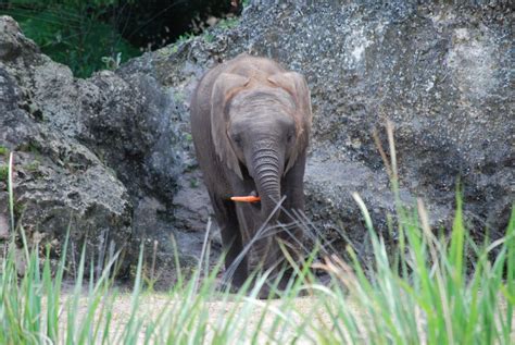 Baby Elephant Jabali Celebrates First Birthday At Disneys Animal