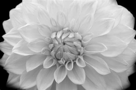 Download the perfect black and white flower pictures. FREE 20+ Fabulous Black & White Flower Backgrounds in PSD ...