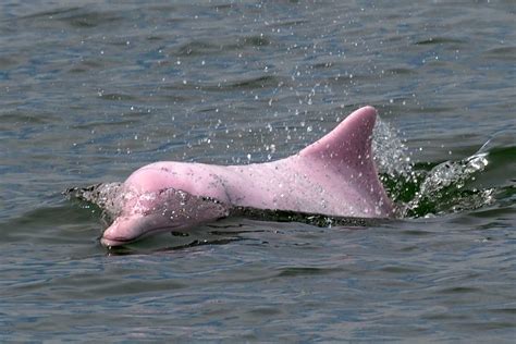 Adorable Pink Dolphins Are Returning To Hong Kong Due To Lower Ferry