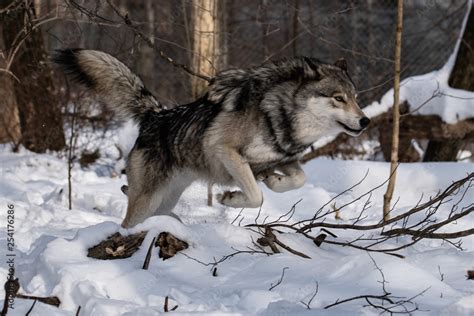 Timber Wolf Running Stock Photo Adobe Stock