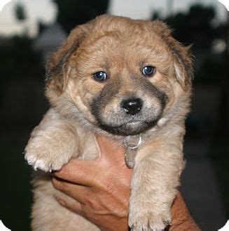 Looking for a corgi puppy or dog in los angeles, california ? Huey | Adopted Puppy | Santa Ana, CA | Cocker Spaniel ...