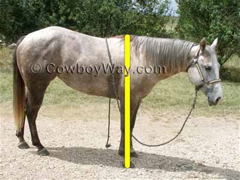 Questionhow to accurately measure height? Measure Horse Height