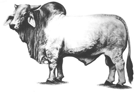 All about the brahman cattle breed, information, characteristics, temperament, milking,skin,meat, health , care, raising, breeding,feeding, breed associations,where to buy and much more. Friday Funny: The New Brahman Bull | Panhandle Agriculture
