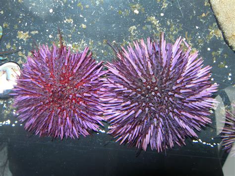 Sea Urchins Teeth And Aristotles Lantern The Living Coast Discovery