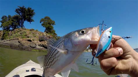 LURE GIVEAWAY Sf Bay Striped Bass YouTube