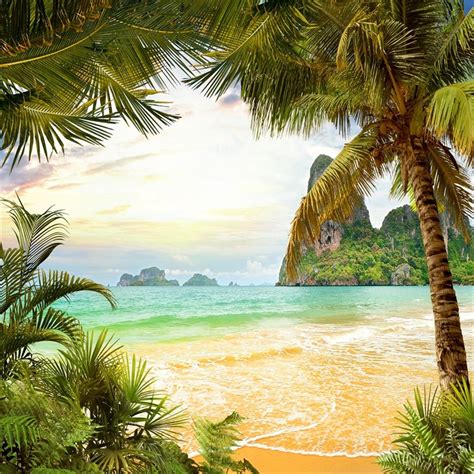 Laeacco Summer Tropical Seaside Beach Palm Tree Scenic Photography