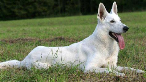 American White Shepherd Temperament Lifespan Shedding Puppy