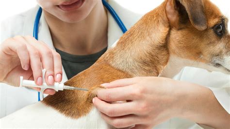 Veterinary services department located in takoradi, ghana. Sarawak Veterinary Services Dept to conduct large-scale ...