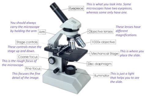 Microscopy Edexcel Gcse Biology 9 1 Teaching Resources Vrogue