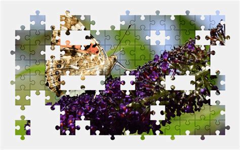 Butterfly Jigsaw Puzzles Online