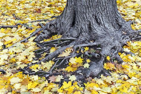 Tree Roots Covered With Fall Leaves Nature Stock Photos ~ Creative Market