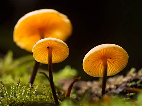 Robin Loznak Photography Mushroom Season In The Pacific Northwest