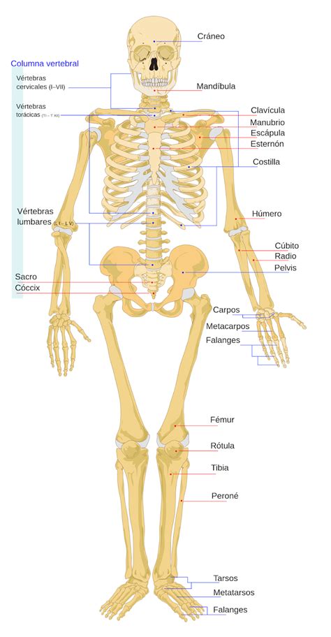 Estructura De Los Huesos Del Cuerpo Humano Images And Photos Finder