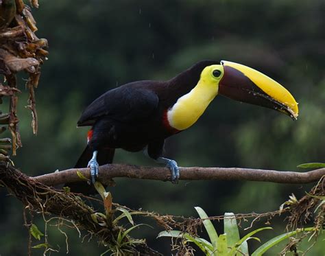 Costa Rica Toucan Welcome To Yougethere