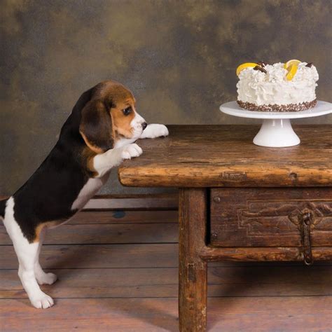 Beagle Birthday Blank Card Temptation Beagle Birthday Cake Dog