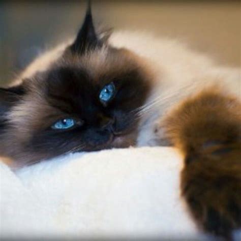 10 Best Images About Seal Point Ragdoll Cats On Pinterest