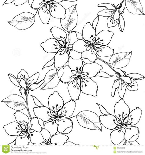 El dibujo da una rama de la flor de cerezo, pera, manzana Modelo