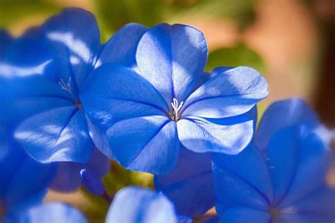 Fleurs Bleues 10 Variétés Pour Un Jardin Tout Bleu