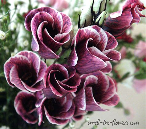 Meaning Of Flower Colors Smell The Flowers Blog