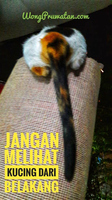 Kucing ini cocok bagi anda yang cukup pendiam. Kucing Tiga Warna Atau Kucing Telon Ini Tau Tau Manjat Ke ...