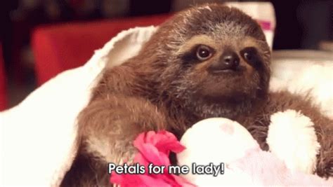 #this is actually from the great british baking show lol alskdjf i just thought it was pretty #i love flowers that look like little bells #flowers #flower gif #my post. Sloth GIFs are go - Sloths.com.au