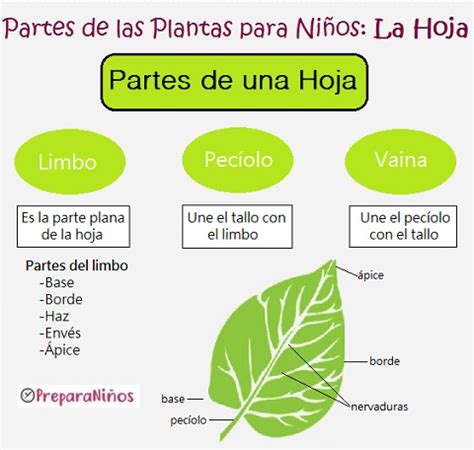 Partes De Las Plantas La Hoja Preparani Os