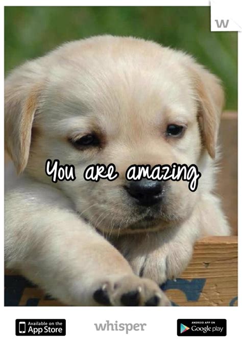 You Are Amazing You Are Amazing Cute Animals Animals