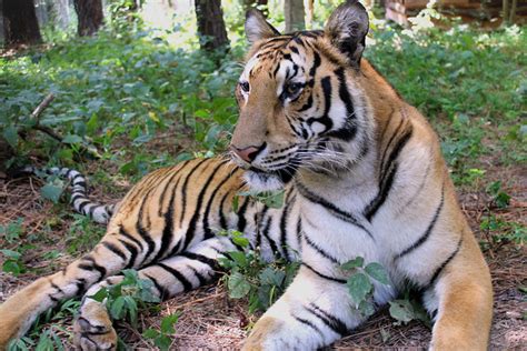 Finding Accredited Facilities Carolina Tiger Rescue