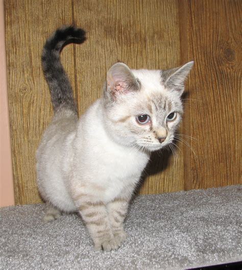 The closest breed i can find online is a lynx point siamese.however, they do not seem to have spots like. Alarice (Siamese lynx point female) Adopted - Cat & Kitten ...