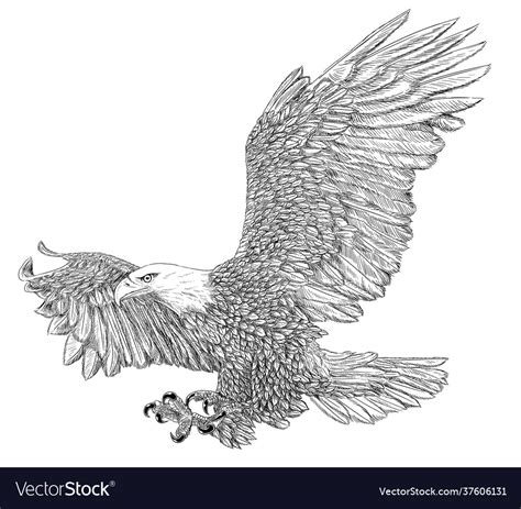Bald Eagle Landing Sketch On White Royalty Free Vector Image