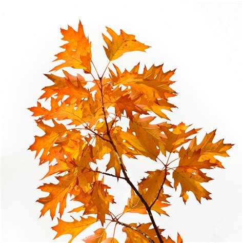 Brown Maple Leaves On White Background · Free Stock Photo