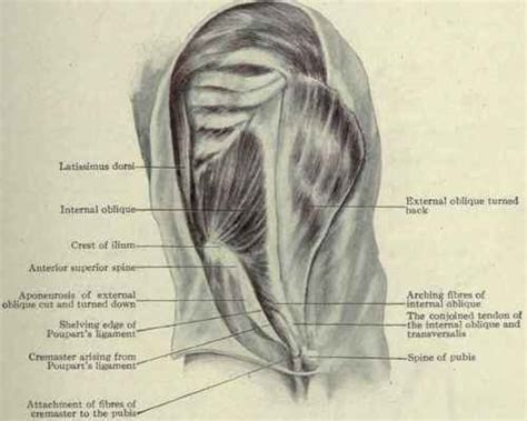 Muscles Of The Abdomen
