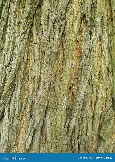 Elm Tree Bark Close Up Stock Image Image Of Natural 191802337