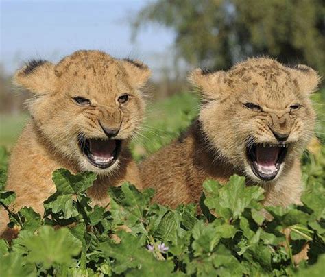 Funny Cute Lions Cubs Mad Yelling Animals Animal Pictures Cute Animals