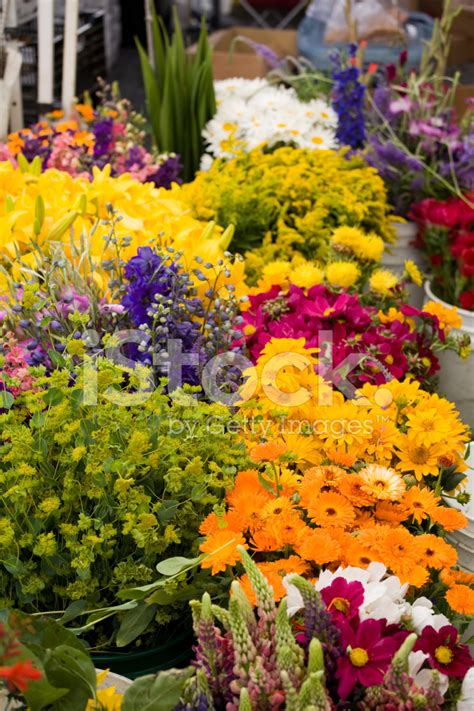 Outdoor Fresh Flower Market Stock Photo Royalty Free Freeimages