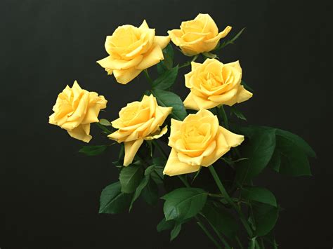 Rosas Amarilla Imagui