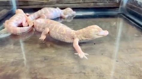 Wild Floridas Albino Alligator Hatchlings Soak In First Bath Daily