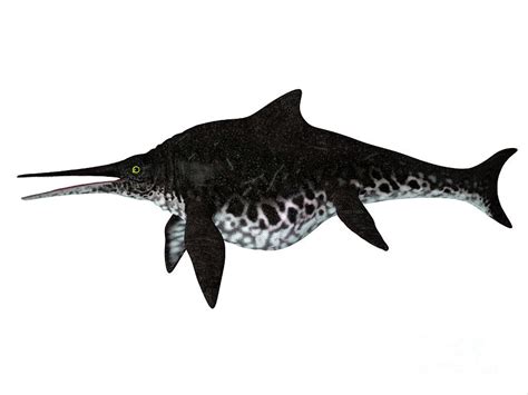 Shonisaurus Ichthyosaur Side Profile Digital Art By Corey Ford Fine