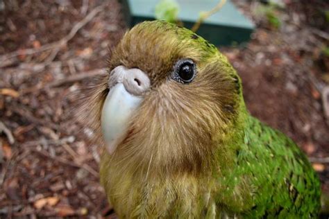 Kakapo Endangered Native Bird Of New Zealand Kakapo Beautiful Birds