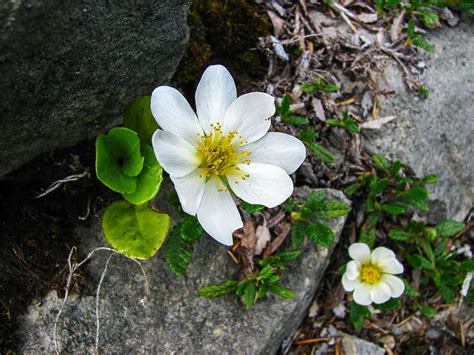 White Petaled Flowers Bloom Daytime Mountain Avens Alpine Flower