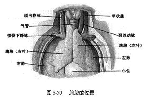 脾脏 (spleen) 淋巴结 (lymph nodes) 皮肤相关的淋巴组织 (salt) 粘膜相关的淋巴组织 (malt). Images of 前胸腺 - JapaneseClass.jp