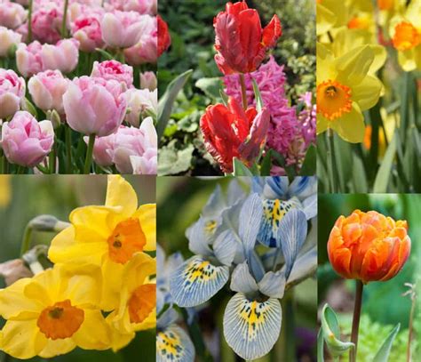 Premium Spring Bulb Collection Freeplants