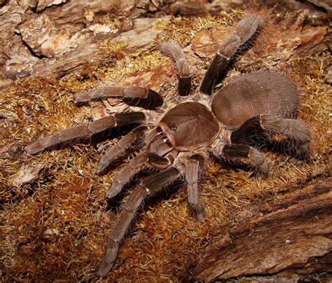 Top 10 Biggest Spiders In The World