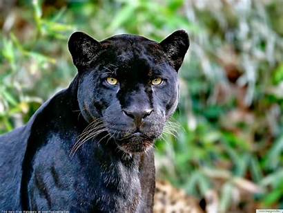 Panther Wild Desktop Animal Wallpapers Wallpapersafari Code