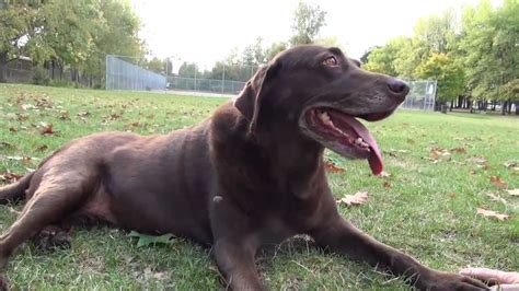 How old can chocolate labs live? Chocolate Lab Ruby has Stage 4 Inoperable cancer - YouTube