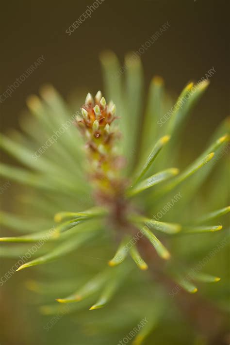 Tip Of Branch Of Scots Pine Tree Pinus Sylvestris Stock Image