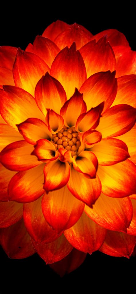 Dahlia Flower Wallpaper 4k Orange Dahlia Orange Flower