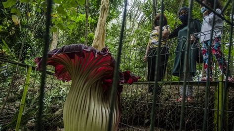 Dua bunga langka rafflesia arnoldii berkelopak lima mekar sempurna di kawasan obyek wisata palak siring bunga langka ini mekar di lokasi objek wiasata palak siring argamakmur, hutan bouvenlais. Bunga Bangkai Raksasa Mekar di Taman Hutan Raya Ir Djuanda ...