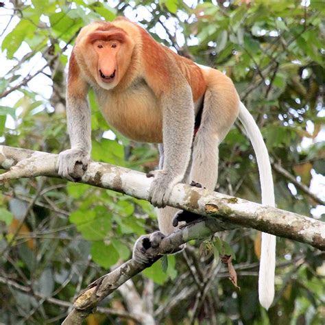 Male Proboscis Monkey Nasalis Larvatus On The Island Of Borneo