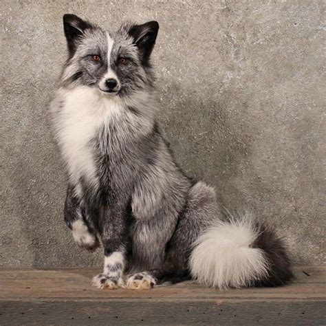 Marble Fox Love This Coat Color Its Gorgeous Animals Wild Pet